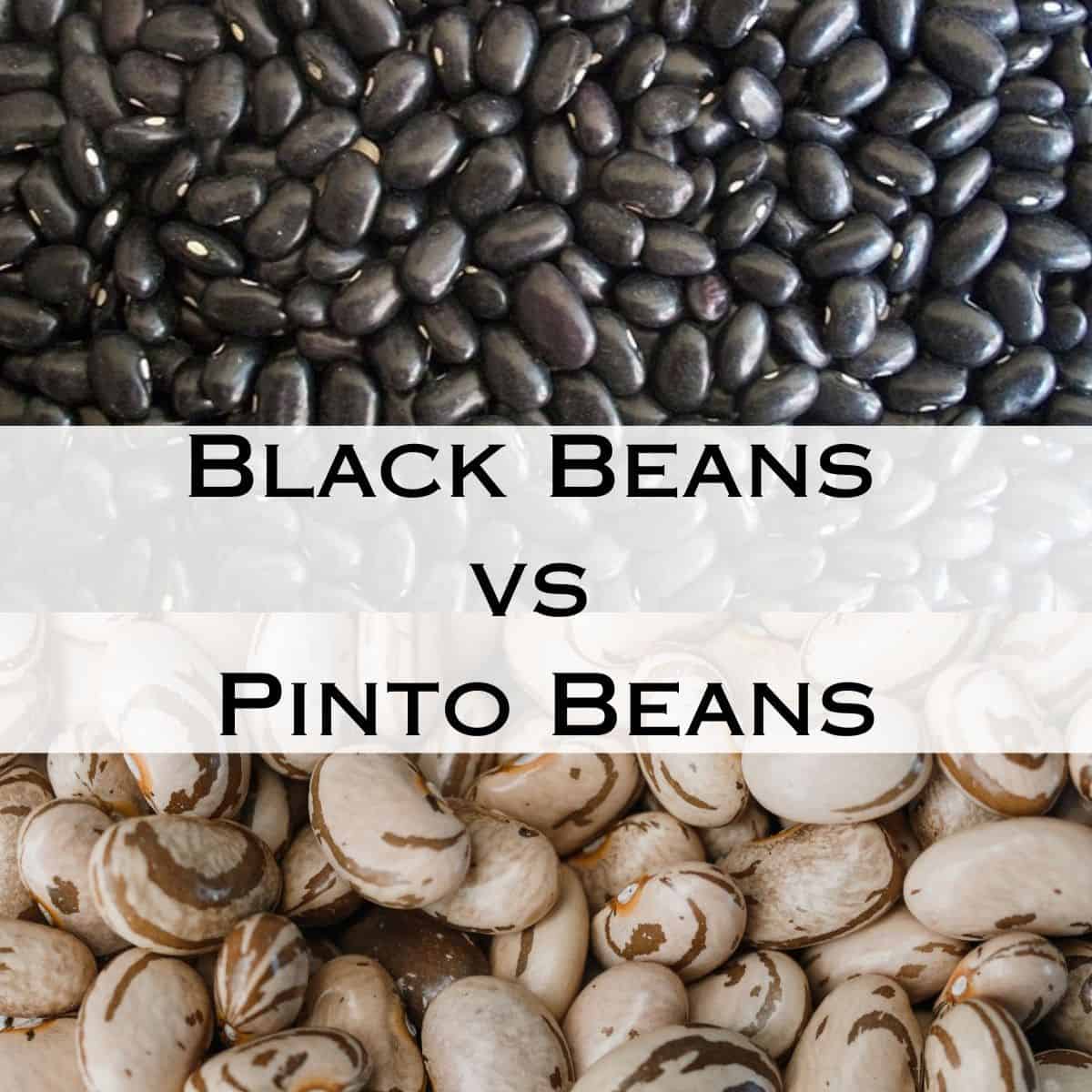 Black Beans vs Pinto Beans My Dainty Kitchen